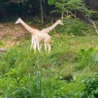 Malaysia Zoo