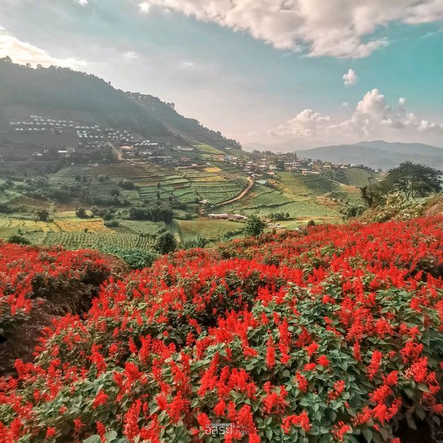 สวนดอกไม้​ แกรนวิว-การ์เด้น​ ​| ม่อนแจ่ม​ 