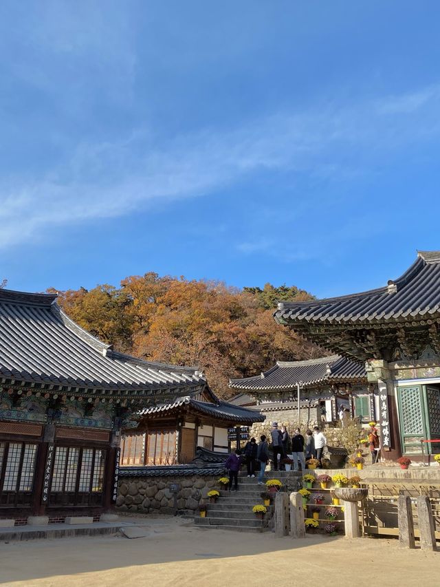 단풍이 아름다운 동화사 🍁🍂
