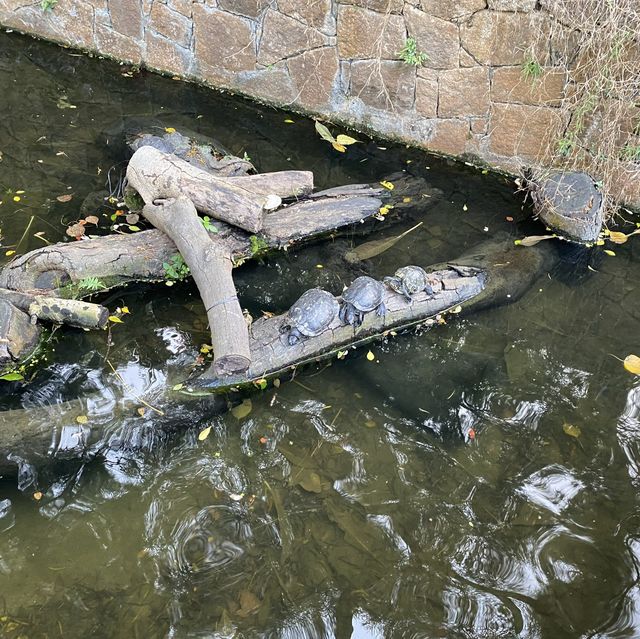 九龍公園