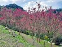 【桃園】復興景點-悠然秘境小屋賞櫻