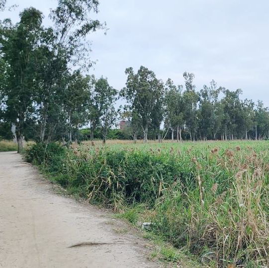 南生圍橫水渡 南生圍橫水渡