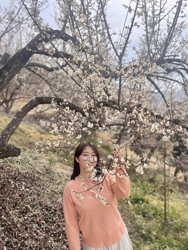 매화보러 달려가야하는 곳 ‘양산순매원’