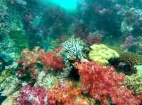 ดำน้ำ หลีเป๊ะ ปาการังร้อยสี