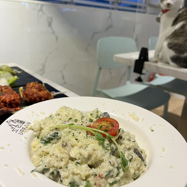 香港最大貓cafe 香港最大貓cafe