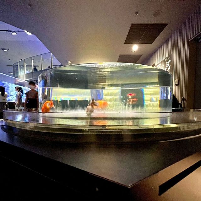 すみだ水族館　金魚エリア