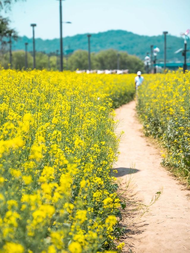 유채꽃은 당연 여기가 으뜸!