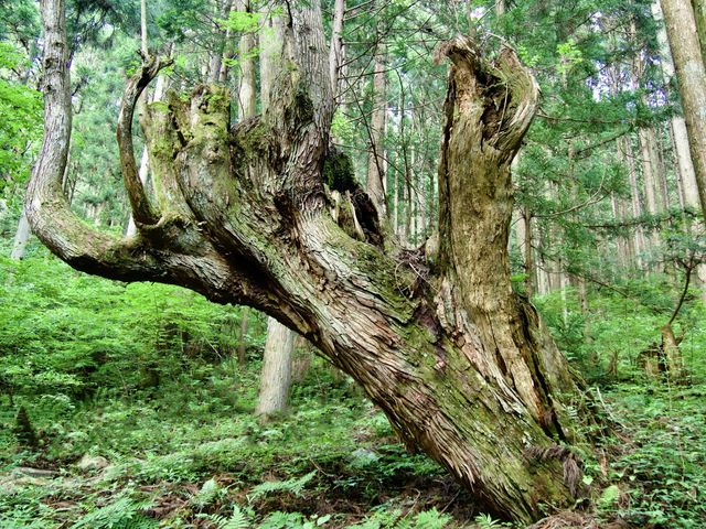 自然豊かな公園です。株杉は圧巻です。