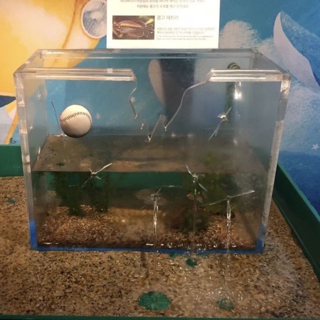 韓国/ソウル【三成】アートな水族館💙COEXアクアリウム