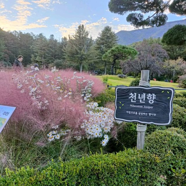 Garden with Fall colors 