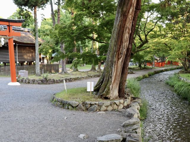 【京都】京都で最も古い上賀茂神社をご紹介