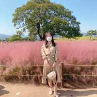 🌸 핑크뮬리와 여러가지 꽃구경이 가능한 경주 첨성대