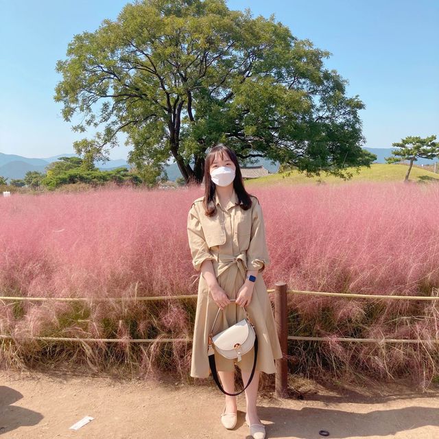 🌸 핑크뮬리와 여러가지 꽃구경이 가능한 경주 첨성대