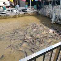 จุดให้อาหารปลาใกล้ตลาด วัดศาลเจ้า