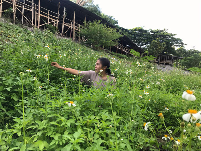 อ่างเก็บน้ำเขื่อนลำปาว 🍃🌳