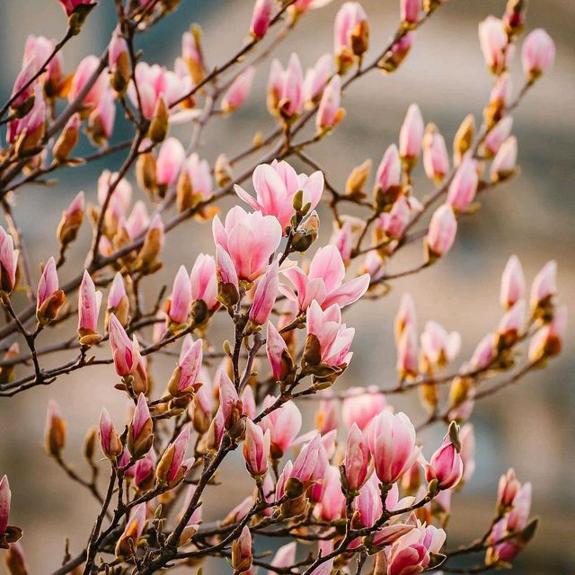 Tulips Season