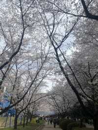 벚꽃맛집 🌸 광주 중외공원 