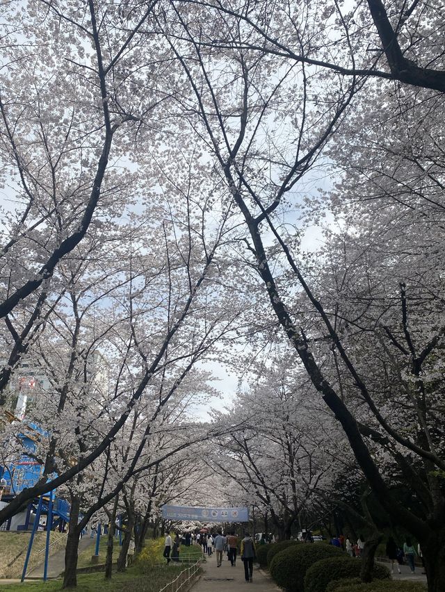 벚꽃맛집 🌸 광주 중외공원 