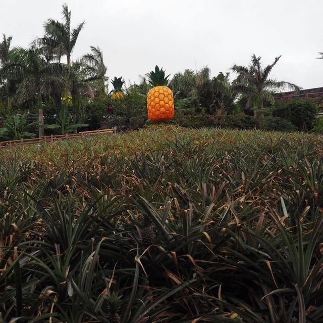 沖繩名護菠蘿🍍園❤️不一樣體驗