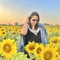 ทุ่งทานตะวัน  สระบุรี 🌻