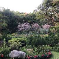 城門谷公園🌸賞賞吉野櫻