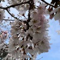 【神奈川】お城と満開の桜が美しい桜の名所🌸