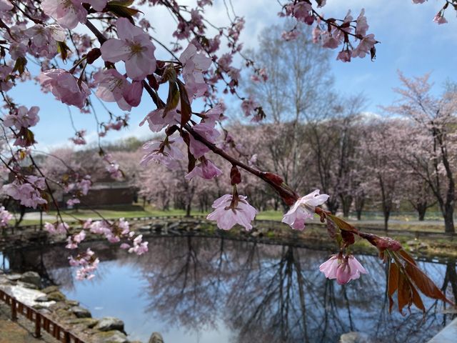 雪と桜舞い散る春の『網走監獄博物館』