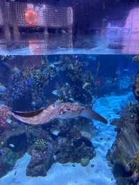 🐬Aquarium Phuket อควาเรียม ที่ใหญ่ที่สุดในภูเก็ต