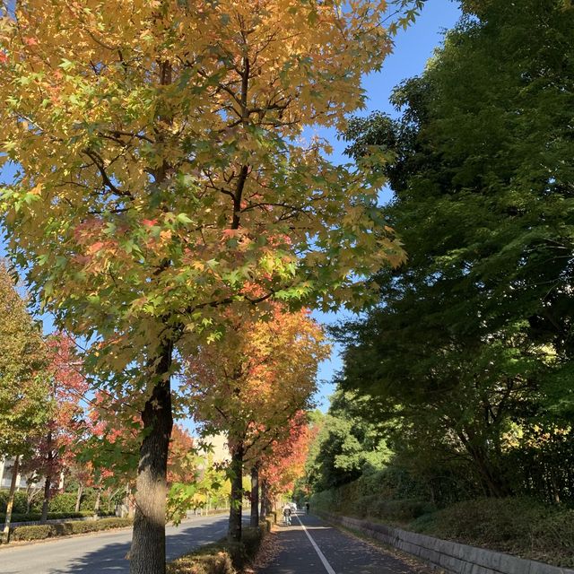紅葉を見ることができる巨大な公園です