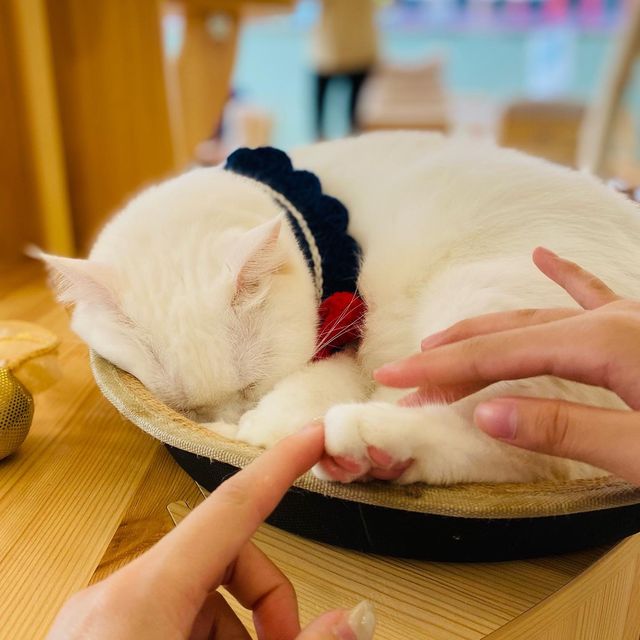 "旺角貓之茶房 (弼街)"