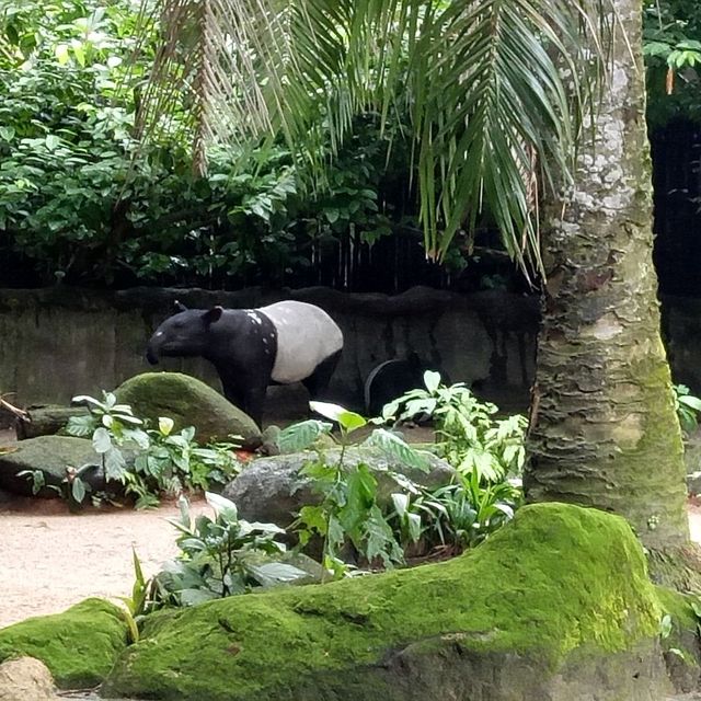 Campany Family Day @ Singapore Zoo