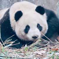 CUDDLY GIANT PANDAS 
