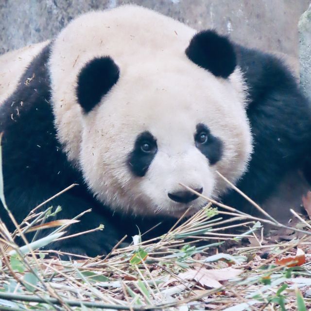 CUDDLY GIANT PANDAS 