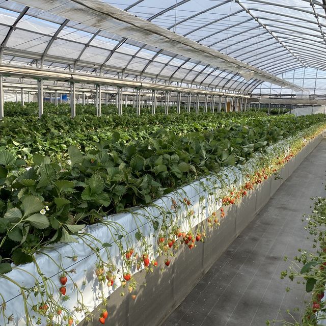 千葉県木更津市で絶品いちご狩り🍓