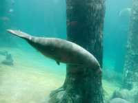 Otters and manatees at River Safari Zoo