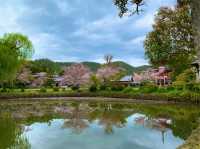 京都　KYOTO SAKURAめぐり❗️大覚寺の桜に感動❗️
