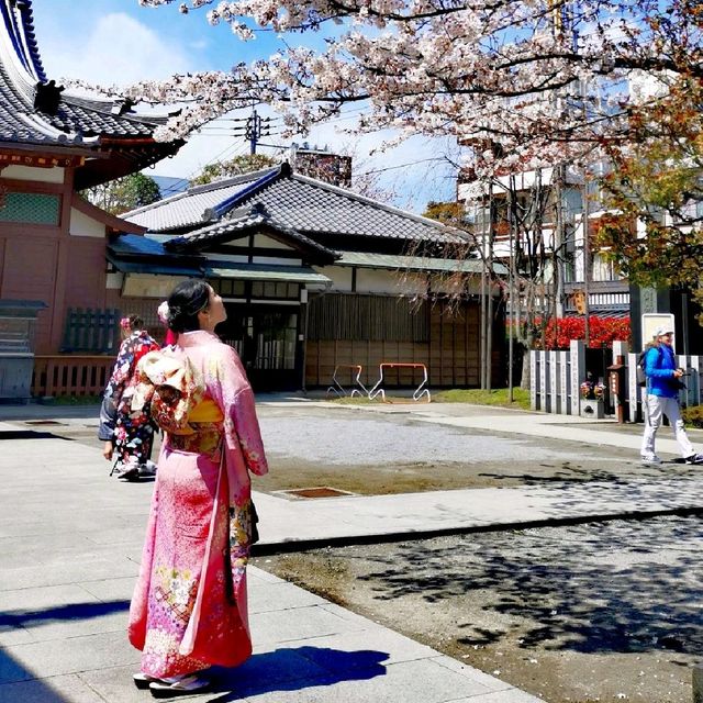 🌸 Sakura/Cherry Blossom 🌸