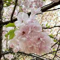 【栃木】チューリップが満開🌷まだまだ桜も楽しめる✨