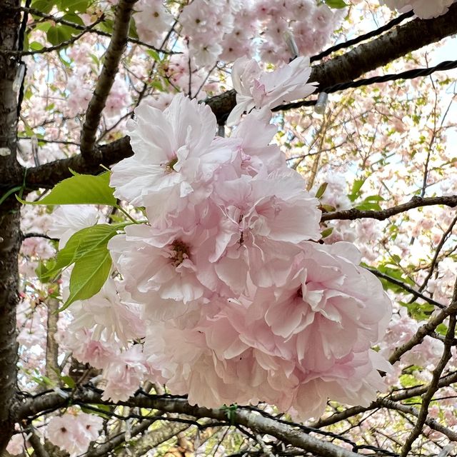 【栃木】チューリップが満開🌷まだまだ桜も楽しめる✨