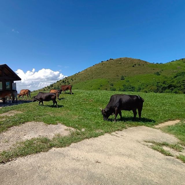 針山·草山