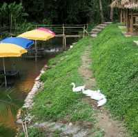 ทานอาหารกลางวัน ร้านฮิมน้ำเชียงใหม่ 