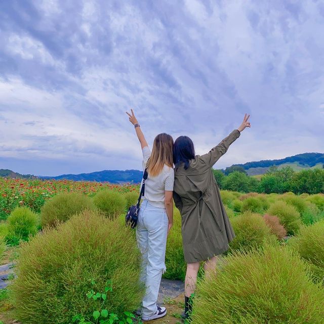 댑싸리 황화코스모스 천일홍이 가득한 📍임진강 댑싸리공원