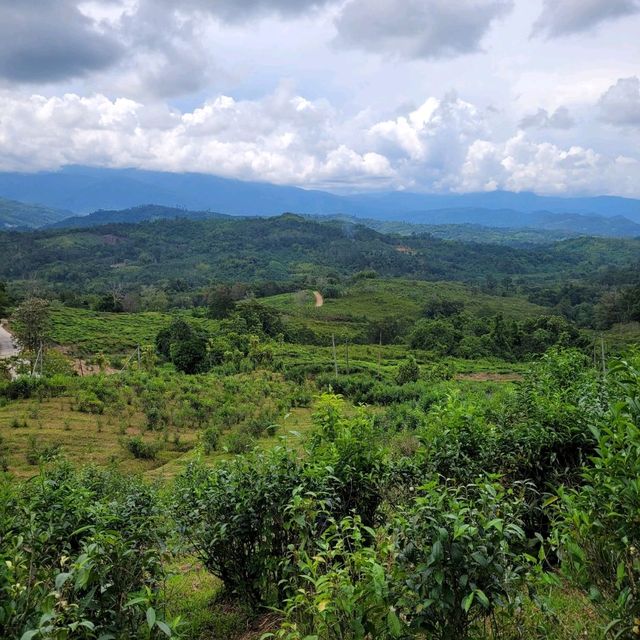 SABAH TEA