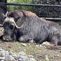 Alaska Zoo