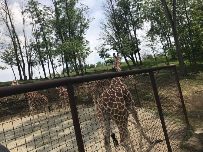 adventure cove columbus zoo adventure cove columbus zoo