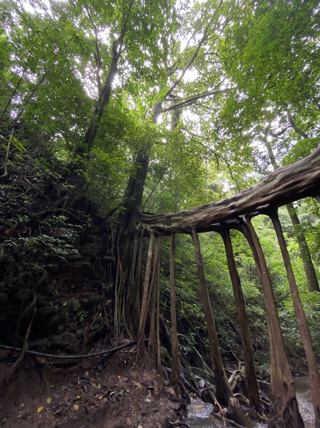 Monteverde -Ficus Root