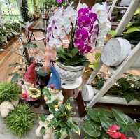 World of Phalaenopsis - Malaysia 