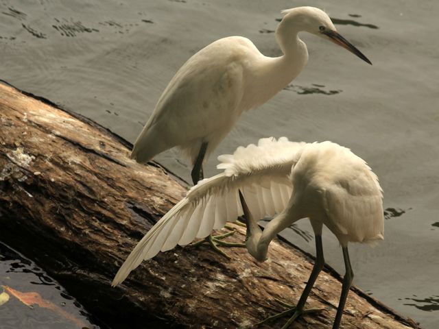 A Gem in Sri Lanka - Lake Kandyan 