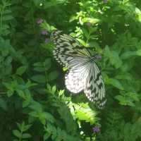 Butterfly Conservatory in the Elephant Valley