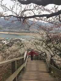 섬진강 매화마을